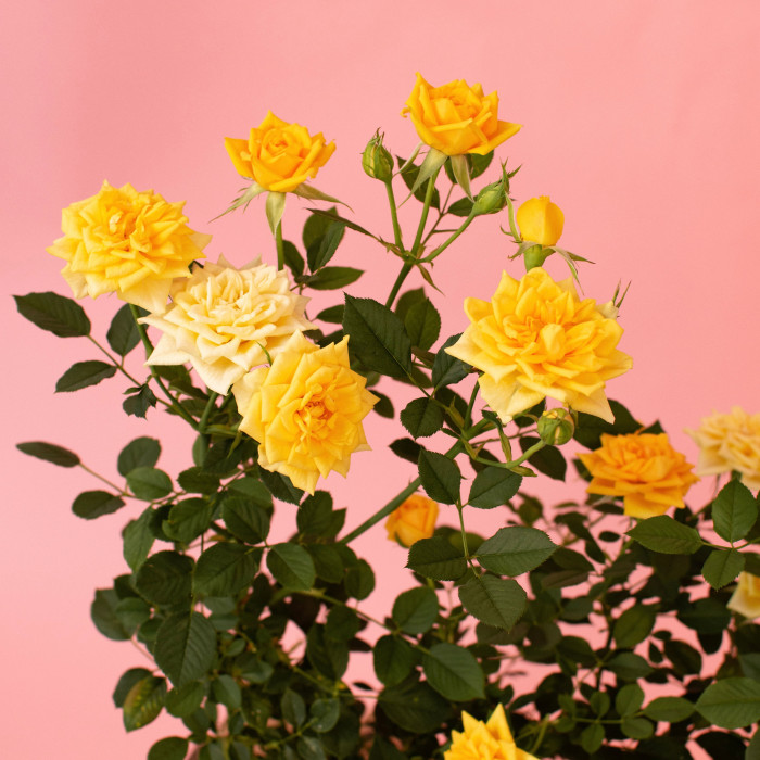 MIMOSA TERRAZZA®